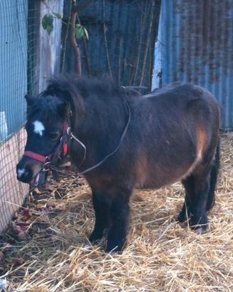 Pony Shetland