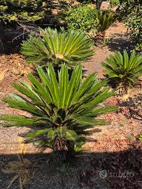 Cycas