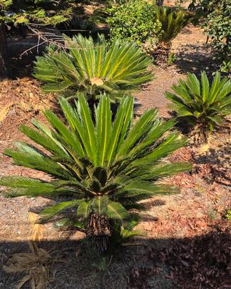 Cycas