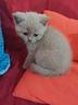 scottish-fold-e-straight