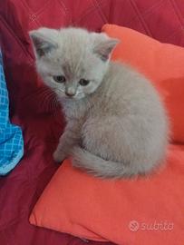 Scottish fold e straight