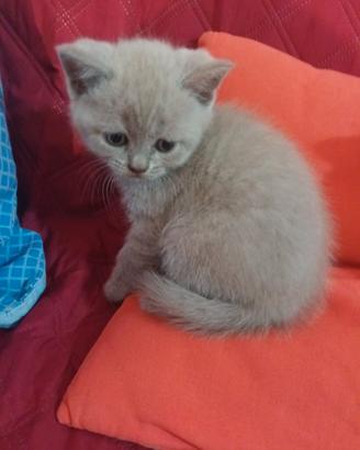Scottish fold e straight