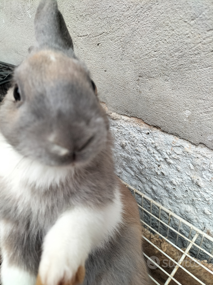 Coniglio nano - Regalo e vendita animali a Pavia e provincia