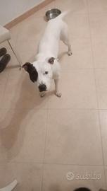In adozione Pitbull