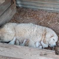 Si preonotano cuccioli di pastore abruzzese