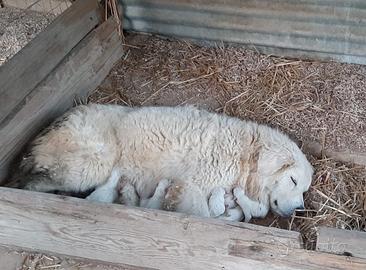 Si preonotano cuccioli di pastore abruzzese