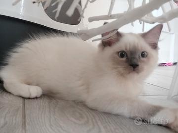 cucciolo ragdoll
