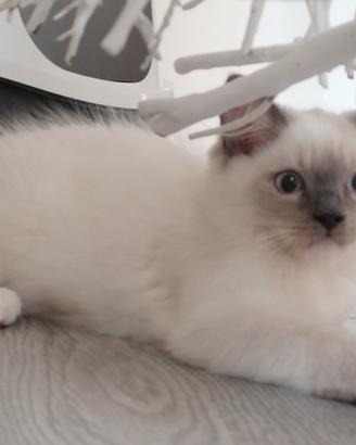 cucciolo ragdoll