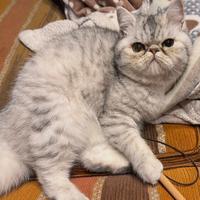 Gatto british short hair