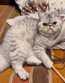 Gatto british short hair