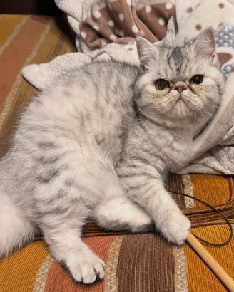 Gatto british short hair
