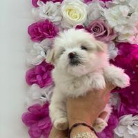 Maltese
