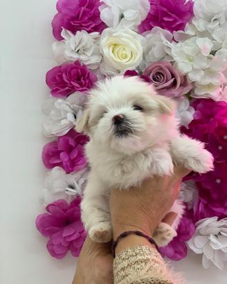 Maltese