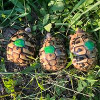 Tartarughe di terra hermanni con cites