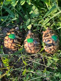 Tartarughe di terra hermanni con cites