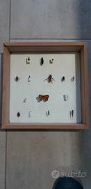 Scatola entomologica 15 insetti