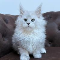 Cuccioli maine coon altissima genealogia estera