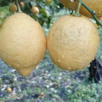 limoni piante