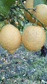 limoni piante