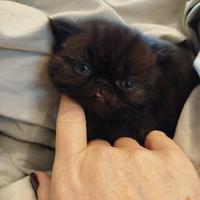 Exotic shorthair maschio
