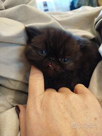 Exotic shorthair maschio