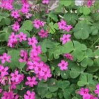 Oxalis bulbi di fiori quatro stagioni