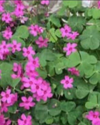 Oxalis bulbi di fiori quatro stagioni