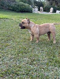 American bully pocket