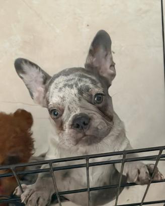 Buldog femmina 80 giorni