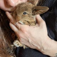 Coniglietti ariete nano minilop