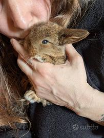 Coniglietti ariete nano minilop