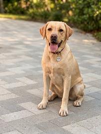 Labrador Pedigree