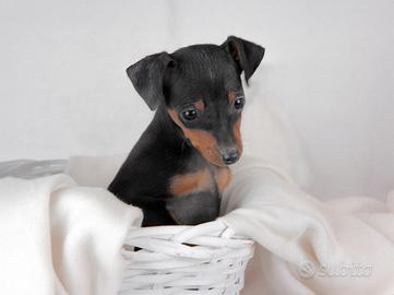 Pinscher Nano femmina nero focato