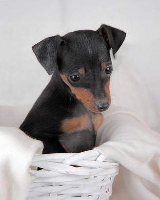 Pinscher Nano femmina nero focato