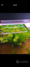Piante acquario
