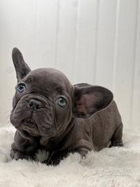 Bulldog francese