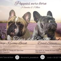 Cuccioli Bulldog Francese Pedigree ENCI/Fci