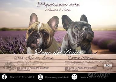 Cuccioli Bulldog Francese Pedigree ENCI/Fci