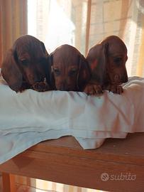 Bassotti tedeschi pelo corto