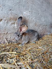 Conigli giganti delle Fiandre