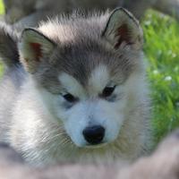 Cuccioli Alaskan Malamute: Alta Selezione