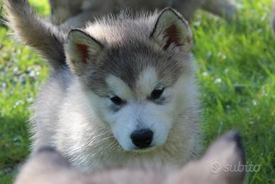 Cuccioli Alaskan Malamute: Alta Selezione