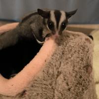 Petauro dello zucchero