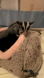 Petauro dello zucchero