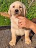 cuccioli-di-labrador-allevamento-marina-lab