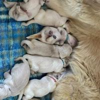 Cuccioli di Golden Retriever