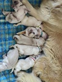 Cuccioli di Golden Retriever