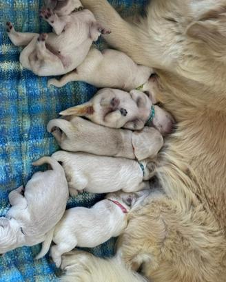 Cuccioli di Golden Retriever