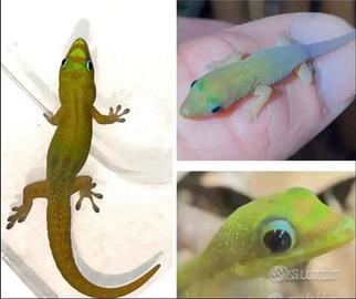 Geco Phelsuma laticauda