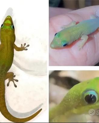 Geco Phelsuma laticauda